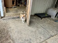 Bella, a female Pembroke Welsh Corgi for sale in Arlington, WA – 6 of 6