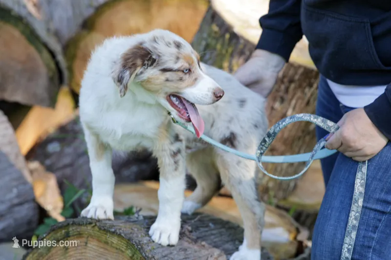 Teddy – Australian Shepherd puppy for sale in Arlington Heights, WA