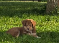 Red, a male Australian Shepherd for sale in Arlington Heights, WA – 1 of 3