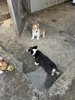 Teddy, a male Pembroke Welsh Corgi for sale in Arlington Heights, WA – 2 of 3