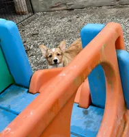 Bella, a female Pembroke Welsh Corgi for sale in Arlington, WA – 1 of 6