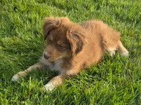 Red, a male Australian Shepherd for sale in Arlington Heights, WA – 3 of 3
