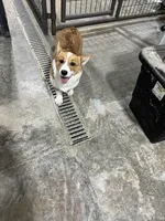 Sally, a female Pembroke Welsh Corgi for sale in Arlington, WA – 5 of 8