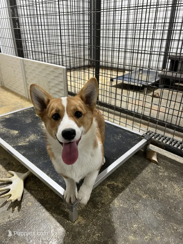 Sally – Pembroke Welsh Corgi puppy for sale in Arlington, WA