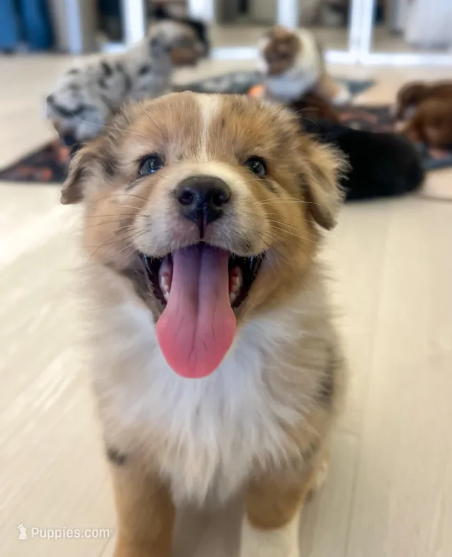 Princess, a female Australian Shepherd for sale in Arlington Heights, WA – Photo 1 of 4