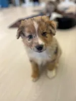 Princess, a female Australian Shepherd for sale in Arlington Heights, WA – Photo 2 of 4