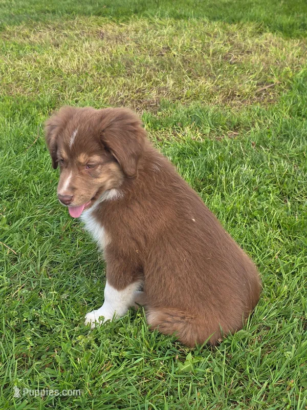 Rusty – Australian Shepherd puppy for sale in Arlington Heights, WA