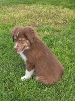 Rusty, a male Australian Shepherd for sale in Arlington Heights, WA – 1 of 1