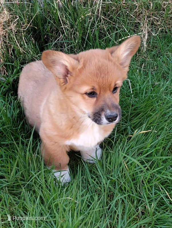 Chad – Pembroke Welsh Corgi puppy for sale in Arlington Heights, WA
