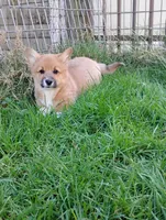 Chad, a male Pembroke Welsh Corgi for sale in Arlington Heights, WA – Photo 2 of 2