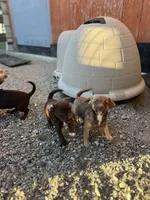 Bambi, a female Chug for sale in Arlington Heights, WA – 3 of 4