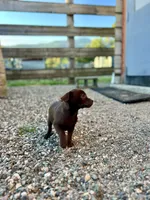 Tiny, a female Chug for sale in Arlington Heights, WA – 6 of 6