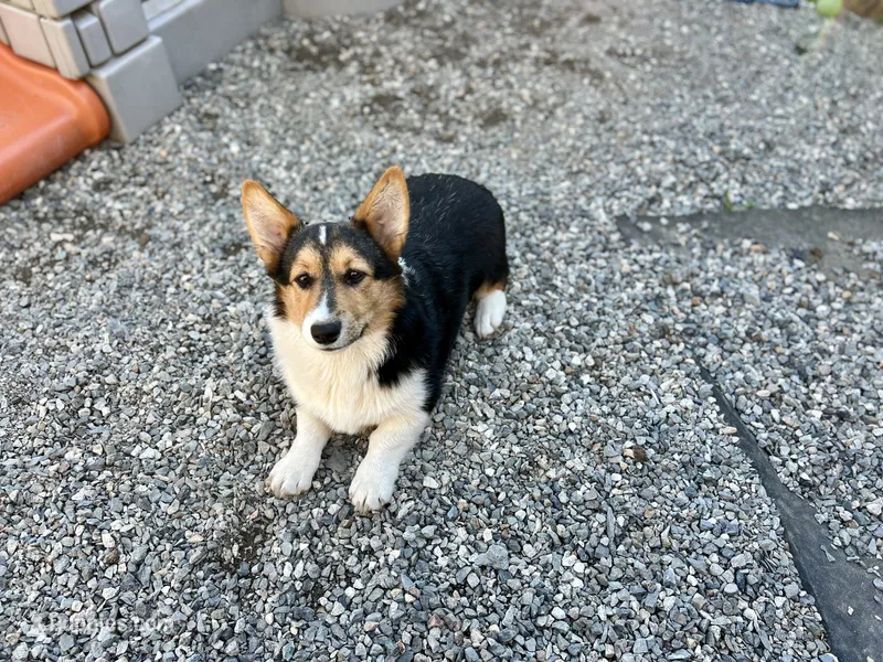Princess – Pembroke Welsh Corgi puppy for sale in Arlington, WA