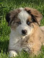 Blue, a male Australian Shepherd for sale in Arlington Heights, WA – 3 of 3