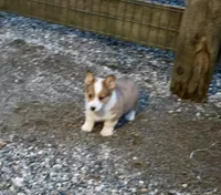 Sarah , a female Pembroke Welsh Corgi for sale in Arlington Heights, WA – Photo 2 of 3