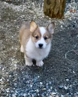 Sarah , a female Pembroke Welsh Corgi for sale in Arlington Heights, WA – Photo 3 of 3