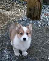 Sarah , a female Pembroke Welsh Corgi for sale in Arlington Heights, WA – Photo 1 of 3