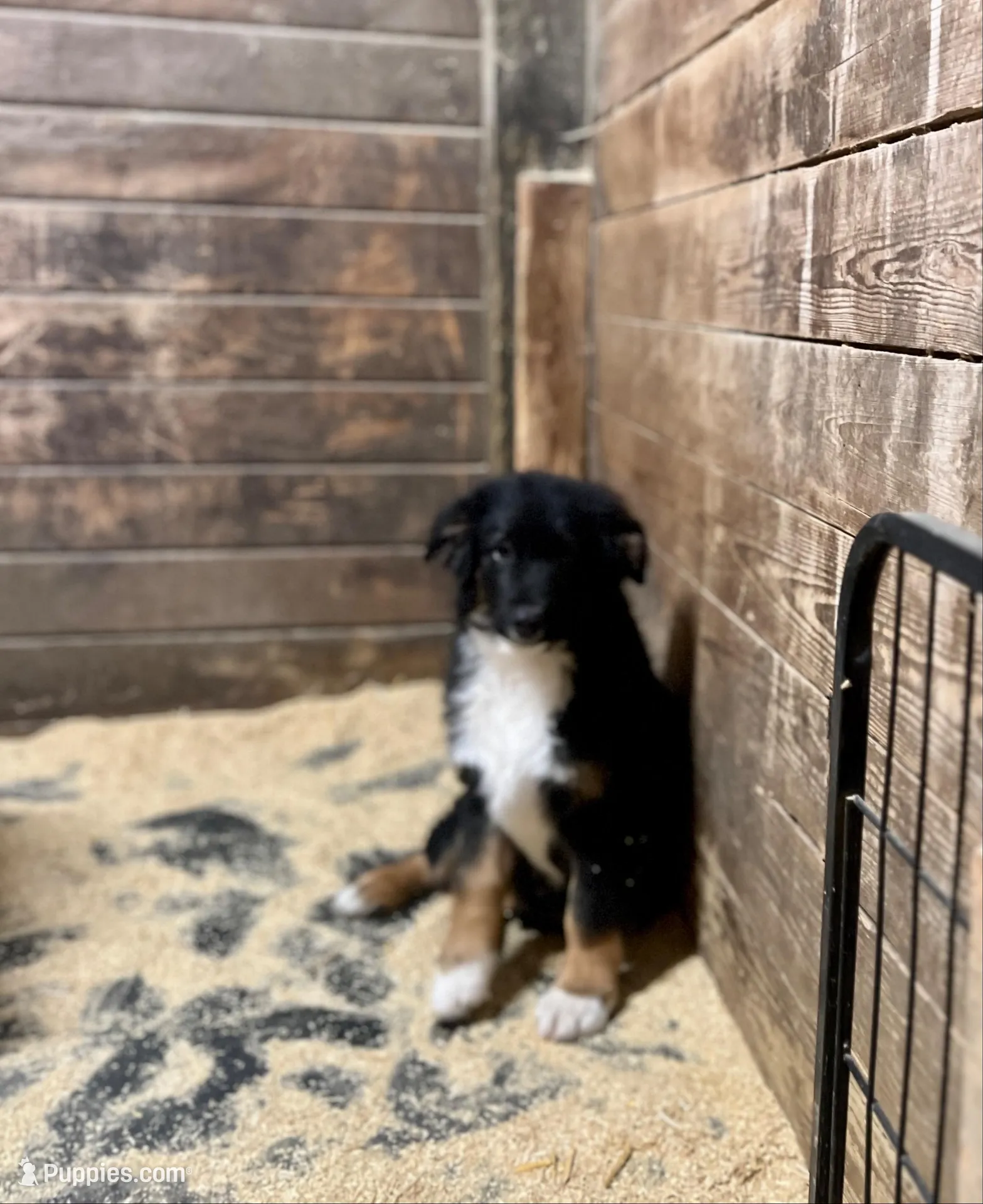 Seth – Australian Shepherd puppy for sale in Arlington Heights, WA