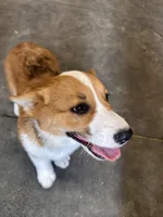 Sally, a female Pembroke Welsh Corgi for sale in Arlington Heights, WA – 6 of 6