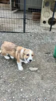 Fiona, a female Pembroke Welsh Corgi for sale in Arlington, WA – 2 of 5