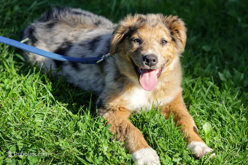 Seth – Australian Shepherd puppy for sale in Arlington Heights, WA