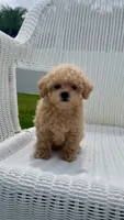 Reba, a female Maltipoo for sale in Vero Beach, FL – 2 of 4