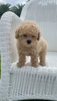 Reba, a female Maltipoo for sale in Vero Beach, FL – 4 of 4