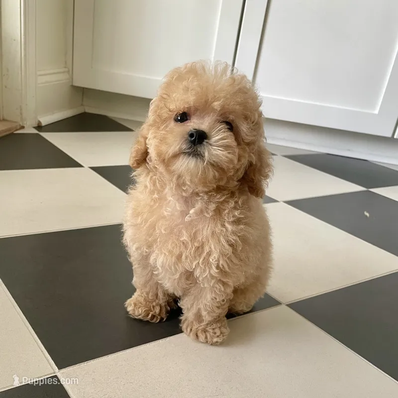 Reba – Maltipoo puppy for sale in Vero Beach, FL