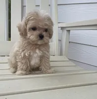 Bobby, a male Maltipoo for sale in Vero Beach, FL – Photo 5 of 5