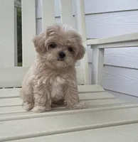 Bobby, a male Maltipoo for sale in Vero Beach, FL – Photo 4 of 5