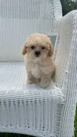 Dolly, a female Maltipoo for sale in Vero Beach, FL – 2 of 3