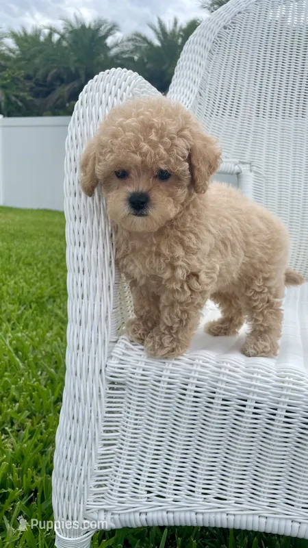 Reba – Maltipoo puppy for sale in Vero Beach, FL
