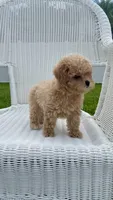 Reba, a female Maltipoo for sale in Vero Beach, FL – 3 of 4
