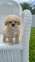 Dolly, a female Maltipoo for sale in Vero Beach, FL – 3 of 3