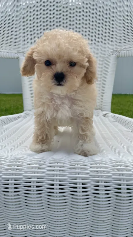Dolly – Maltipoo puppy for sale in Vero Beach, FL