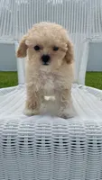 Dolly, a female Maltipoo for sale in Vero Beach, FL – 1 of 3
