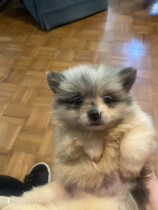Sage  – Pomeranian puppy for sale in Cheshire Village, CT