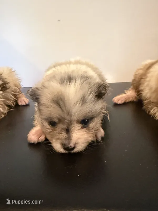 Sage – Pomeranian puppy for sale in Cheshire Village, CT