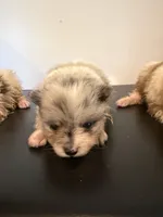 Sage, a female Pomeranian for sale in Cheshire Village, CT – 1 of 4