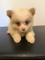 Ella, a female Pomeranian for sale in Cheshire Village, CT – 1 of 4