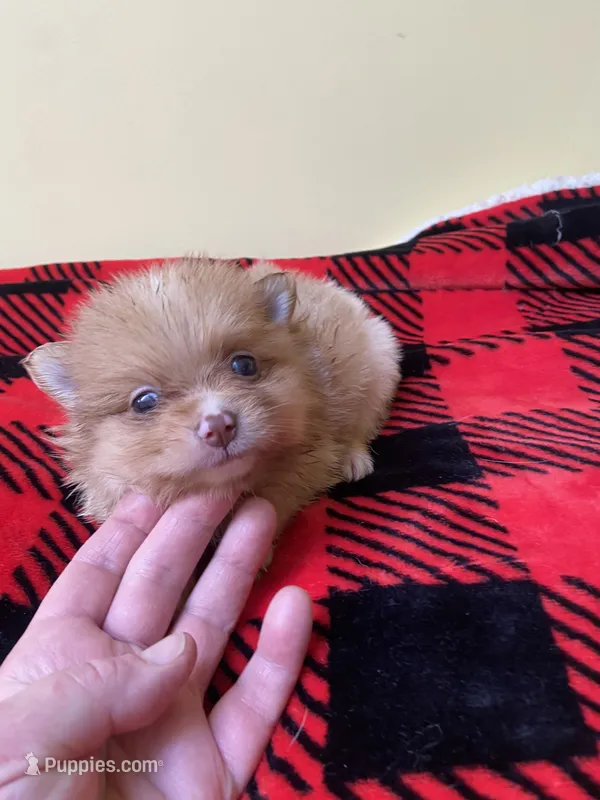 Pumpkin – Pomeranian puppy for sale in Cheshire Village, CT