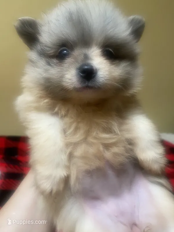 Sage – Pomeranian puppy for sale in Cheshire Village, CT