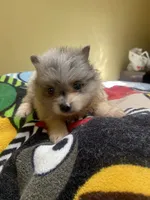 Sage, a female Pomeranian for sale in Cheshire Village, CT – 2 of 4
