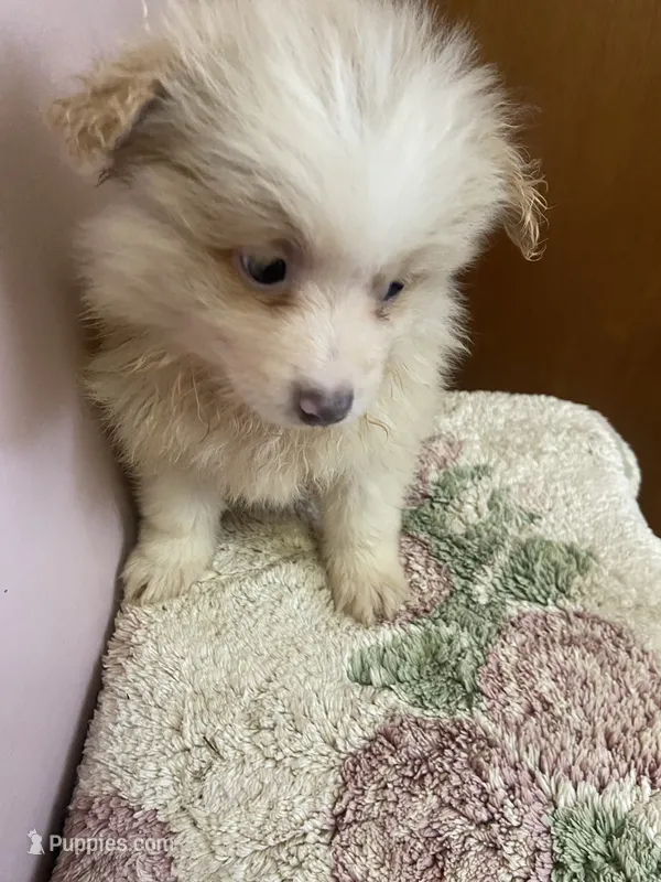 Chester – Pomeranian puppy on hold in Cheshire Village, CT