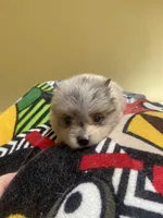 Sage, a female Pomeranian for sale in Cheshire Village, CT – 3 of 4