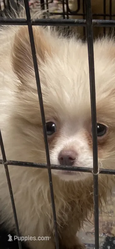 Bambi – Pomeranian puppy for sale in Cheshire Village, CT