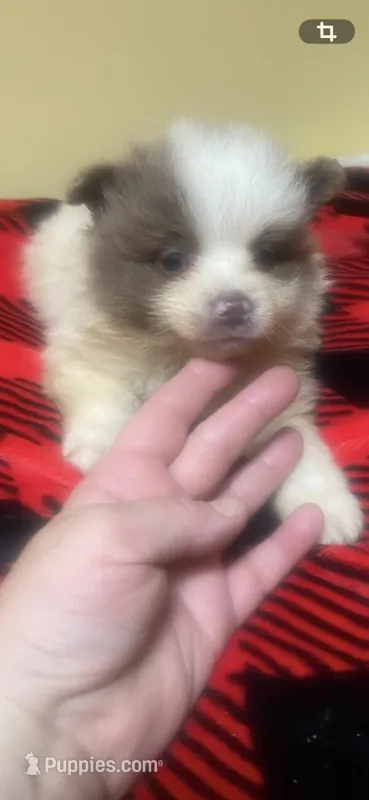 Patches – Pomeranian puppy for sale in Cheshire Village, CT
