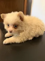 Ella, a female Pomeranian for sale in Cheshire Village, CT – 4 of 4
