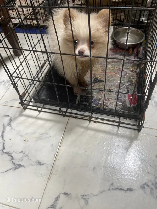 Bambi – Pomeranian puppy for sale in Cheshire Village, CT