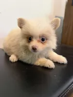 Ella, a female Pomeranian for sale in Cheshire Village, CT – 3 of 4